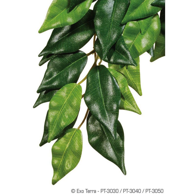 ΦΥΤΑ ΜΕΤΑΞΩΤΑ ΜΕΓΑΛΑ  ΕΡΠΕΤΩΝ